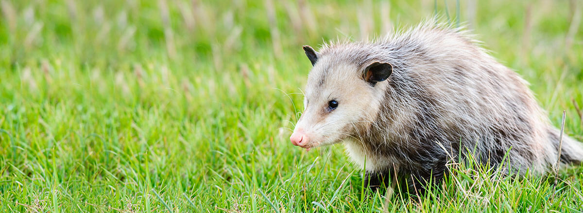small banner with an opossum